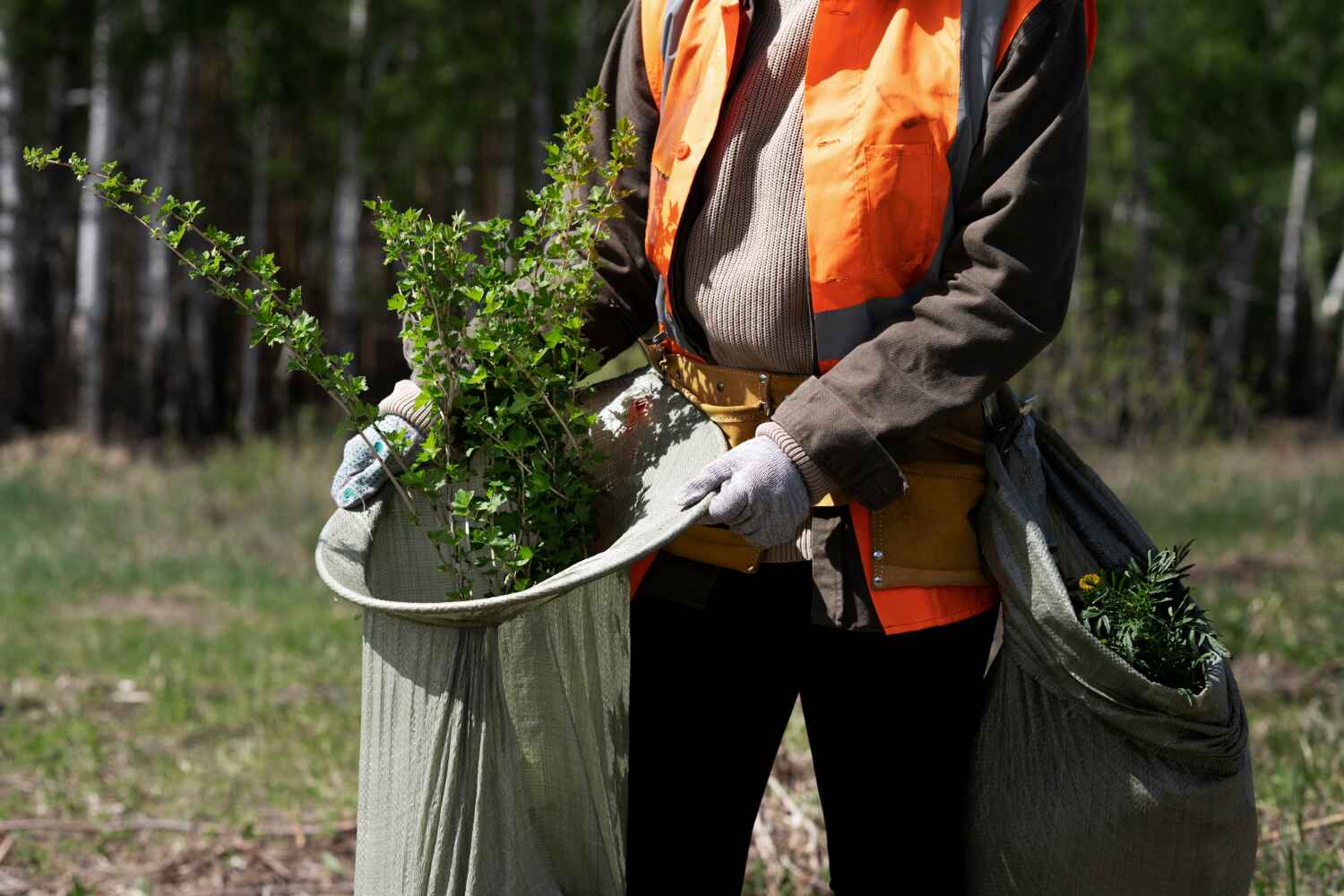 Best Tree Removal Near Me  in Spring Lake, MI